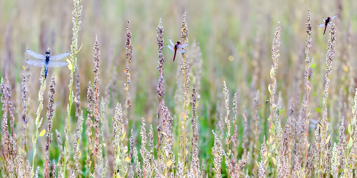 OCUK60300: Dragonflies Among the Meadow Grass