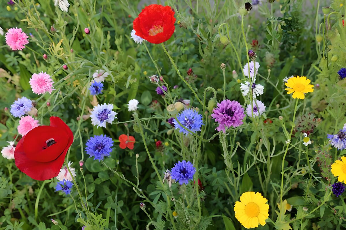 Cornflowers, poppies, dandelions and daisies