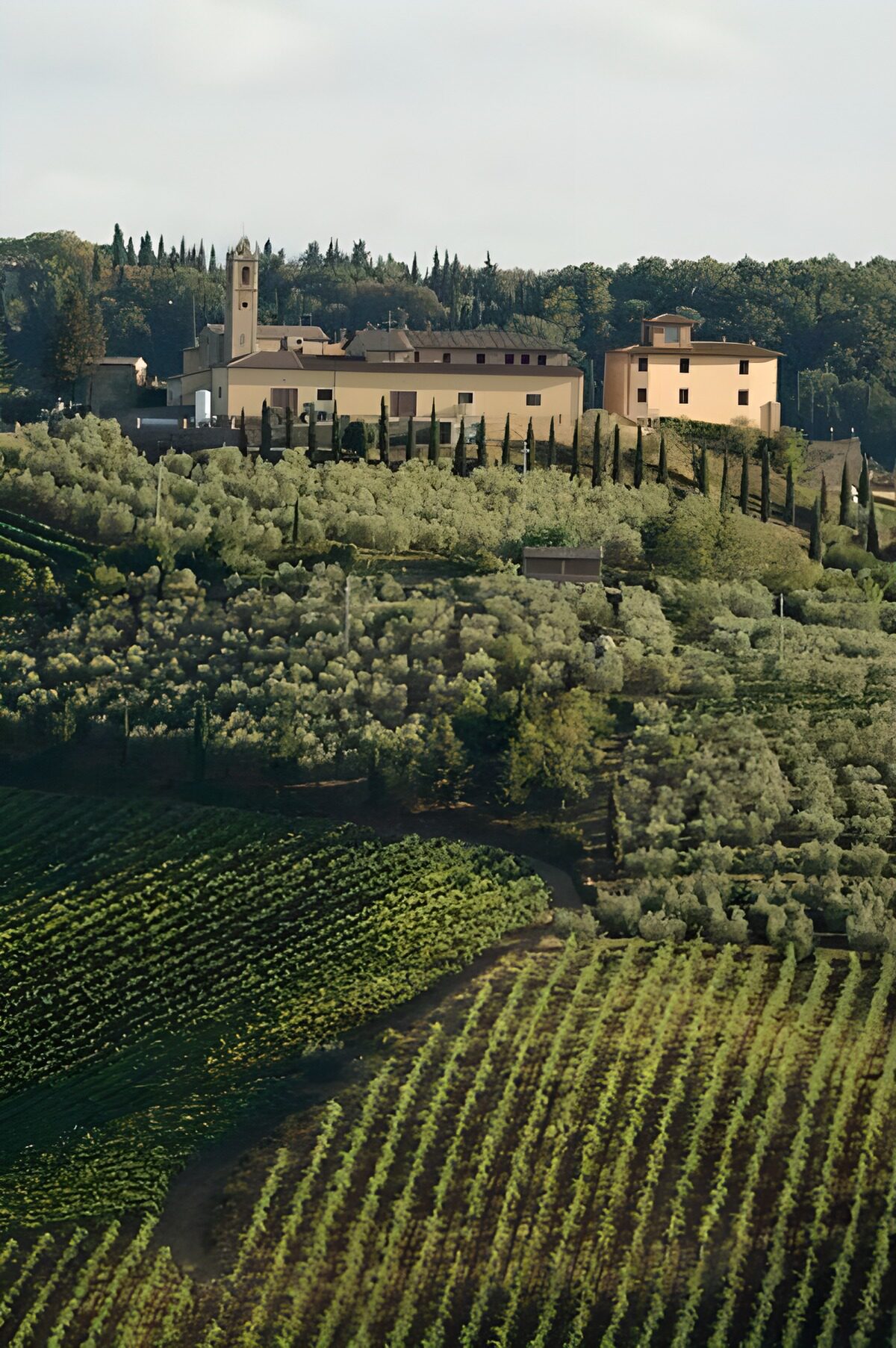 OCUK64558: Vinesyard with a view over a valley