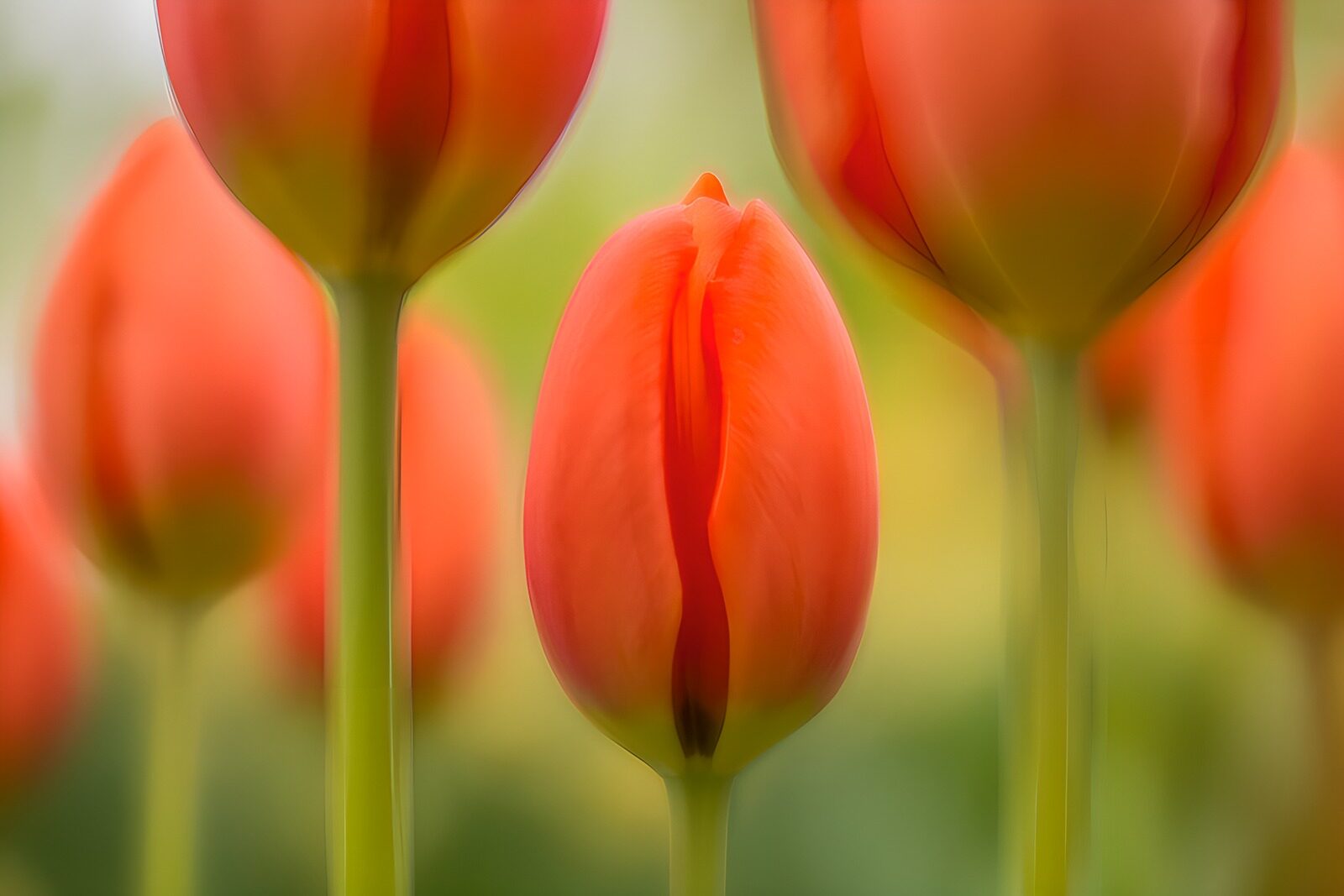 OCUK87163: Vibrant Orange Tulips in Bloom