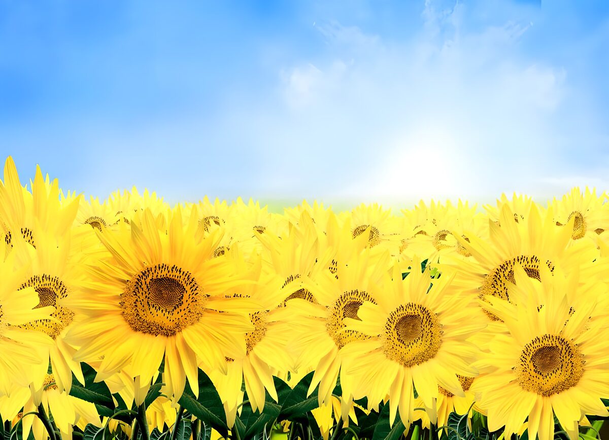 OCUK16979: A number of sunflowers in a field with blue sky
