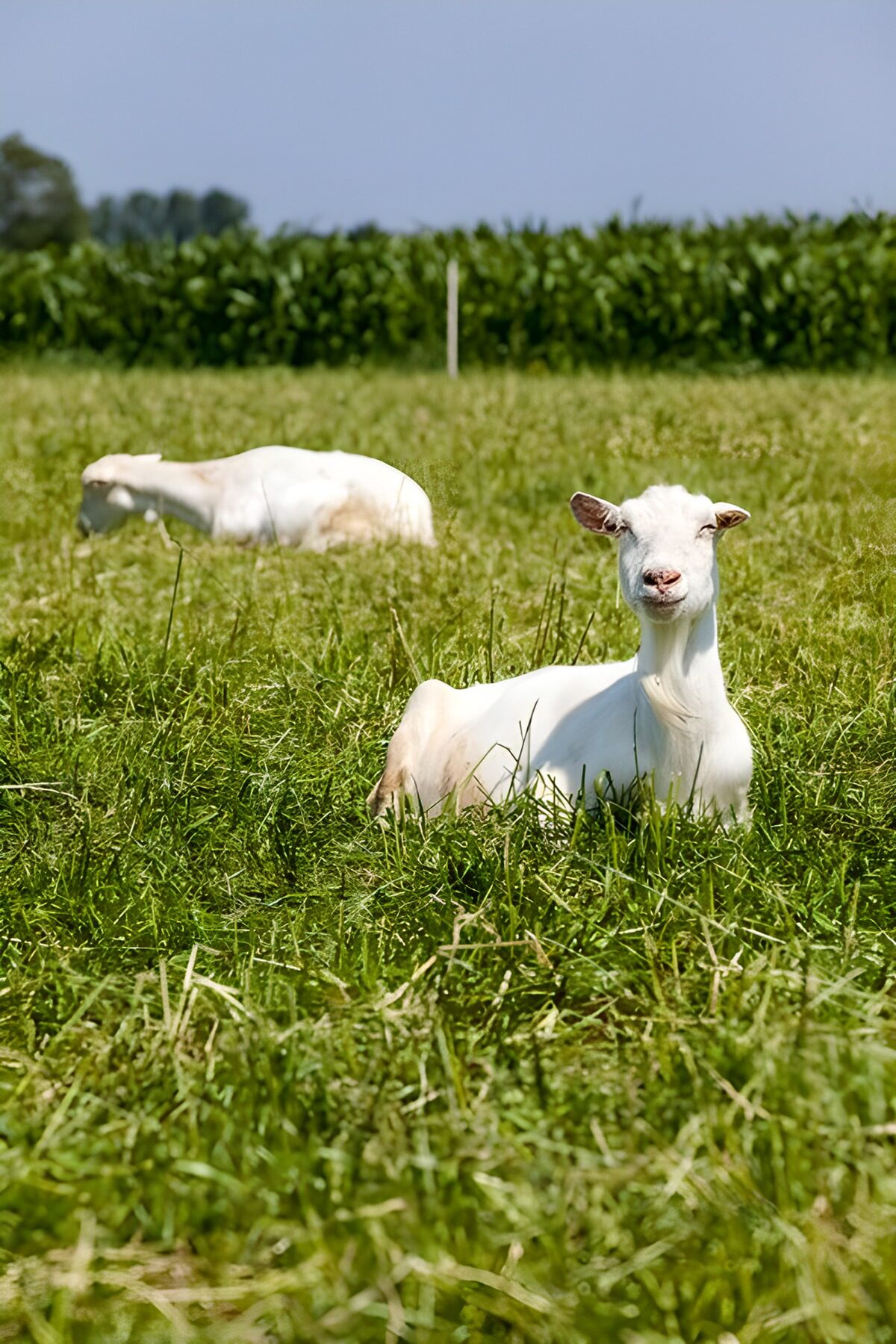 OCUK46920: Playful Goats in a Sunny Meadow