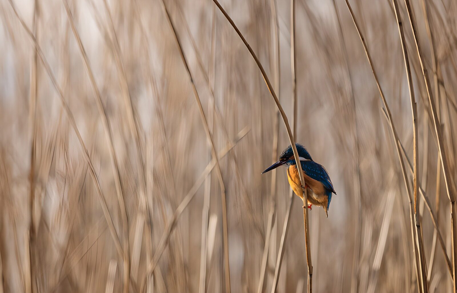 OCUK51849: Kingfisher Among the Reeds