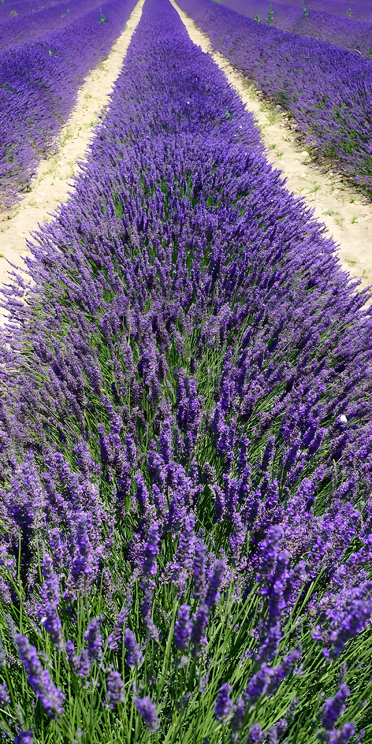 OCUK15286: Lavender Fields in Full Bloom