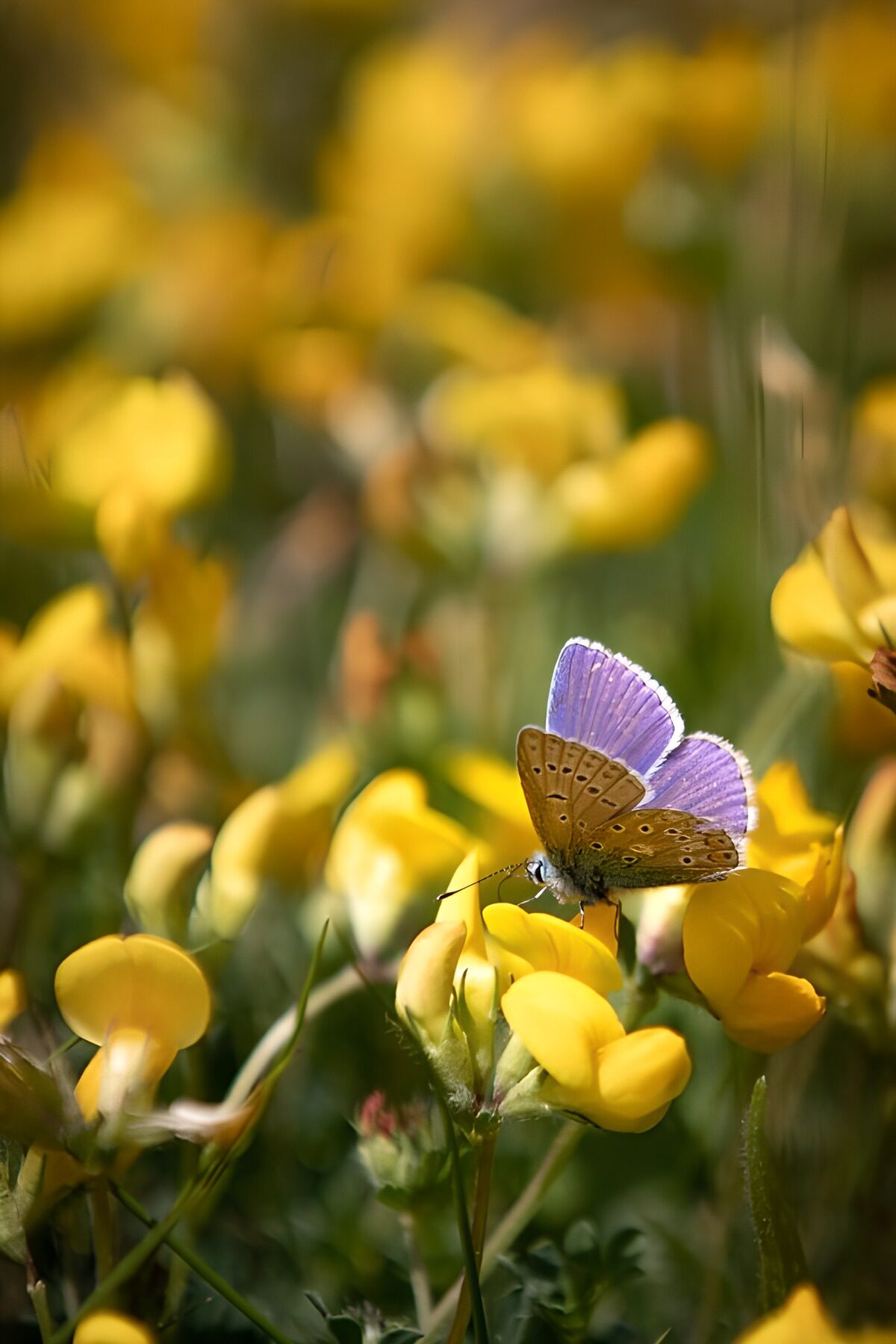 OCUK16463: Vibrant Butterfly on Yellow Flowers