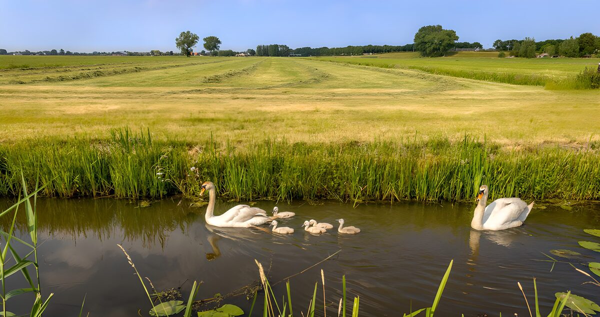OCUK53740: Swans and Cygnets in Tranquil Landscape