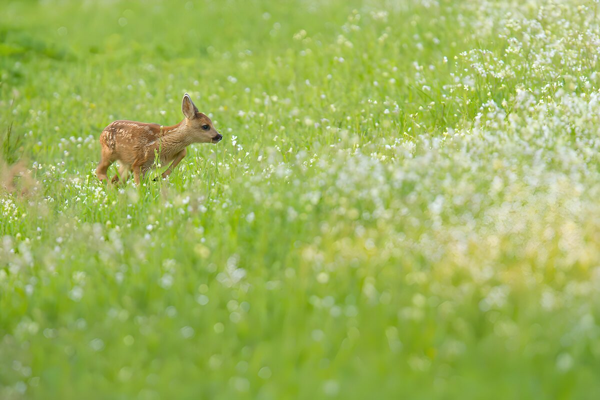 OCUK52677: Young Fawn in a Meadow