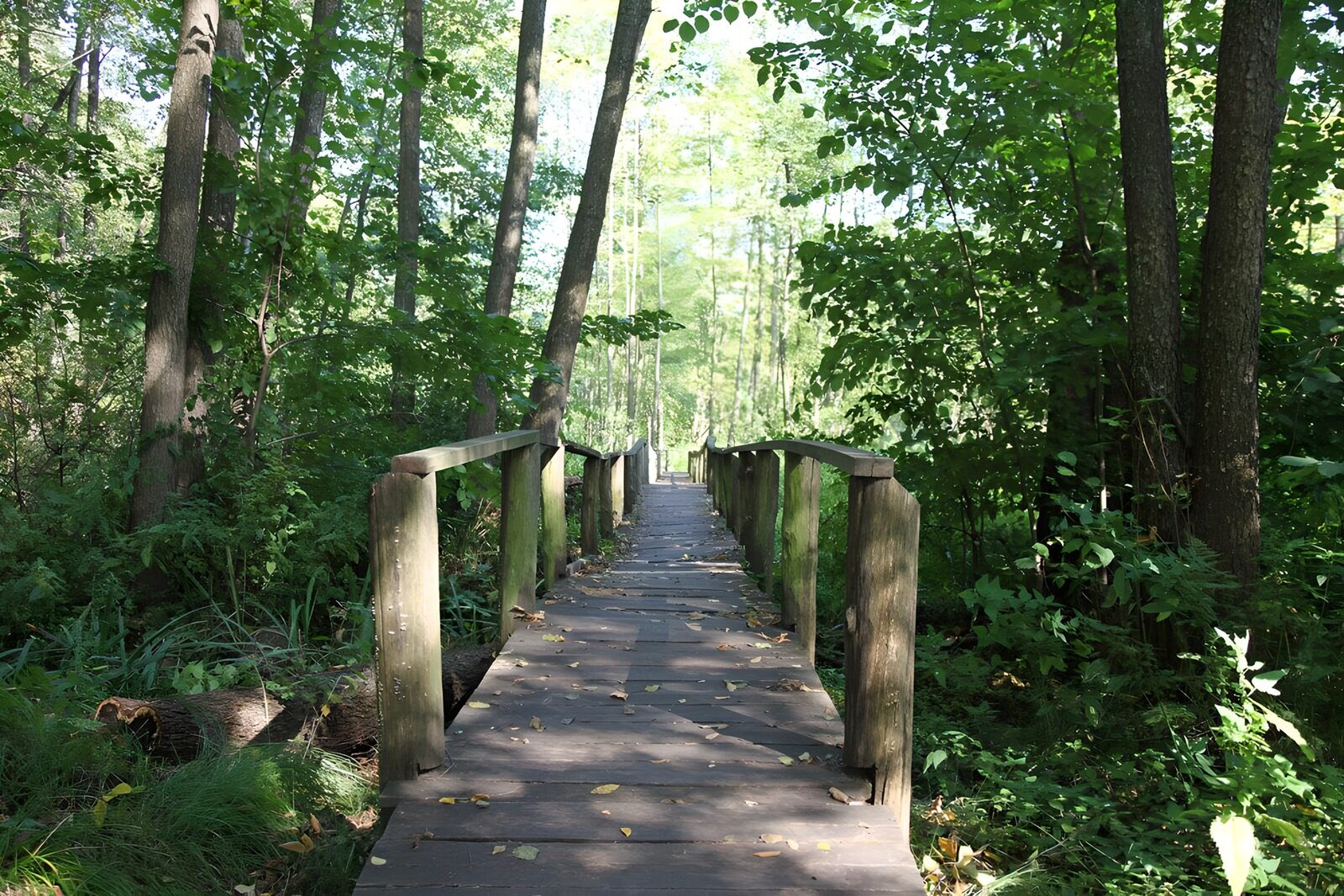 OCUK24925: Serenity of the Forest Path