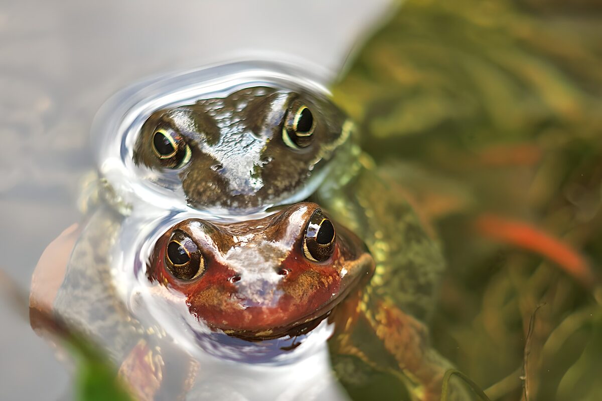 Curious Frogs Underwater