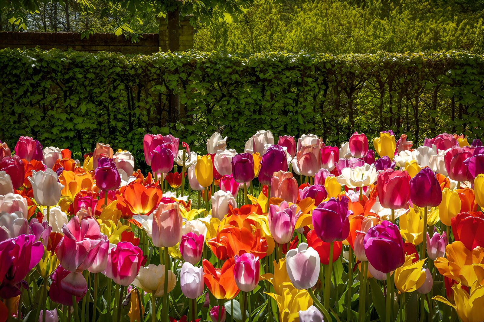 OCUK60097: Vibrant Tulip Garden in Full Bloom