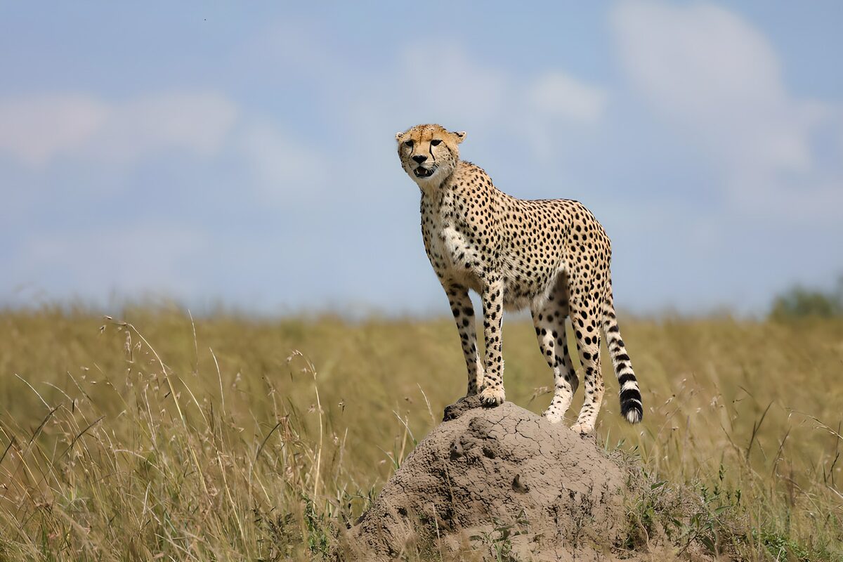 Cheetah on a Hilltop