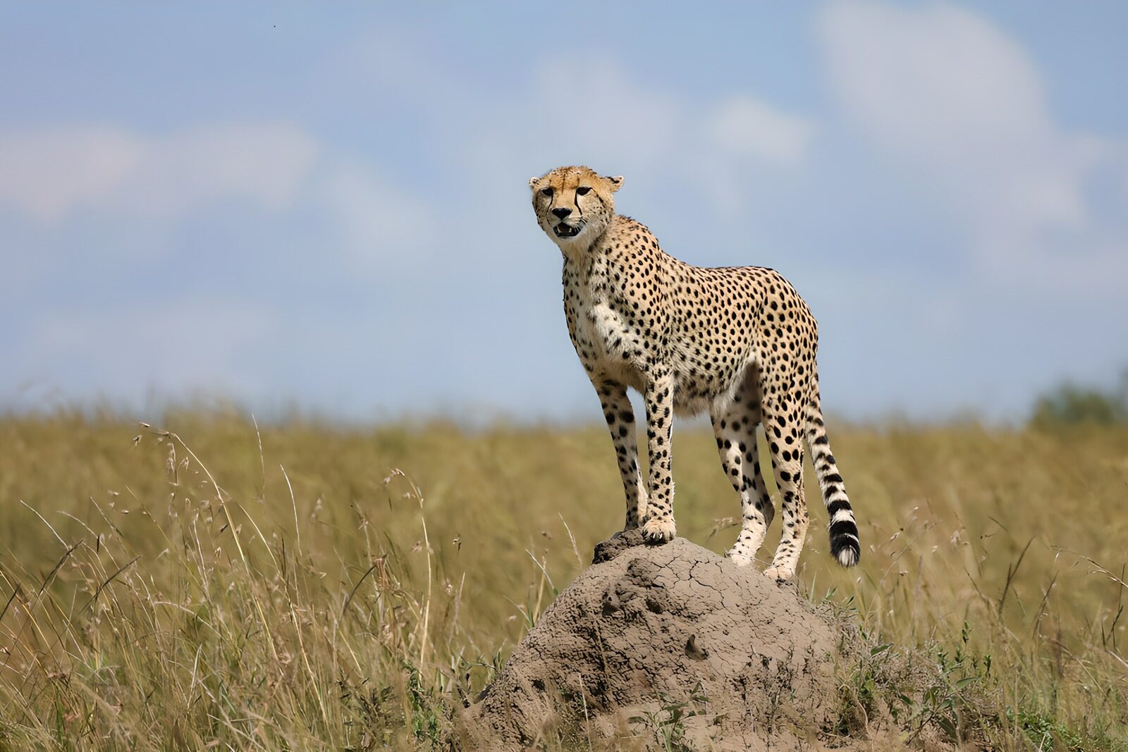 OCUK18780: Cheetah on a Hilltop