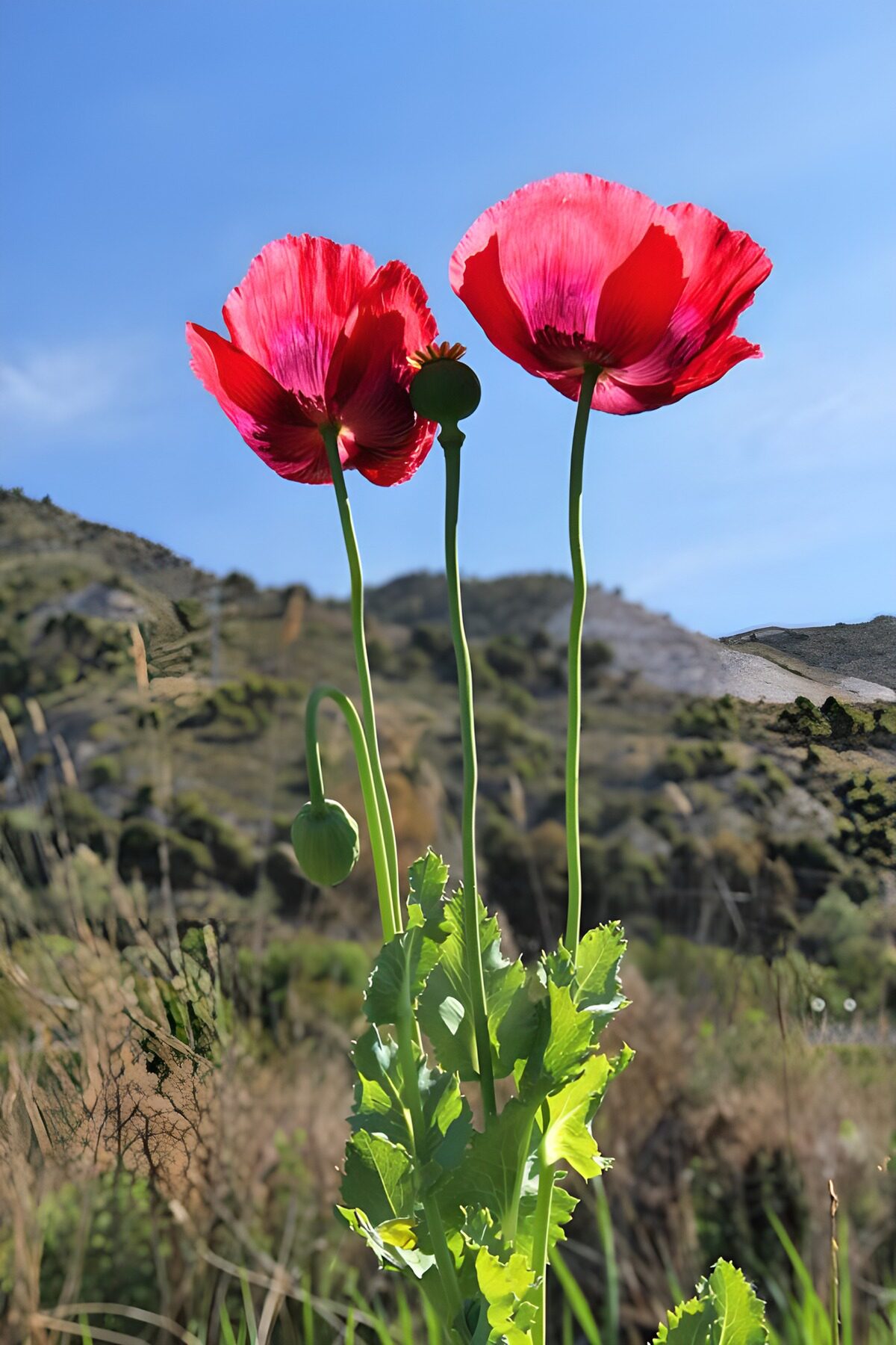 OCUK92001: Vibrant Red Poppies in Nature