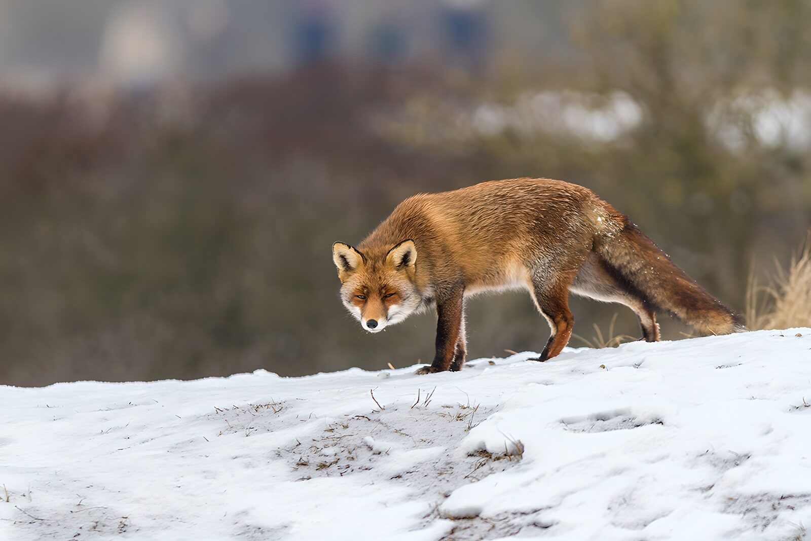 OCUK55295: Curious Fox in a Winter Landscape