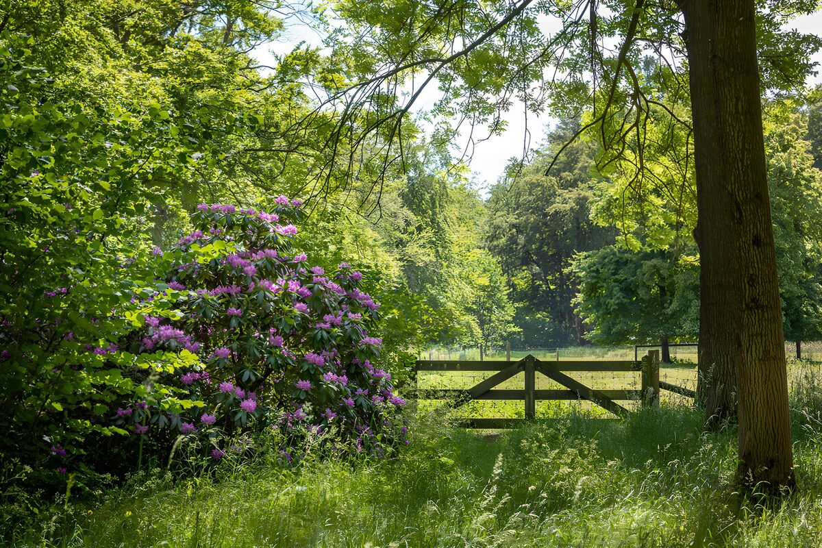 OCUK14844: Serene Garden Gate in Spring