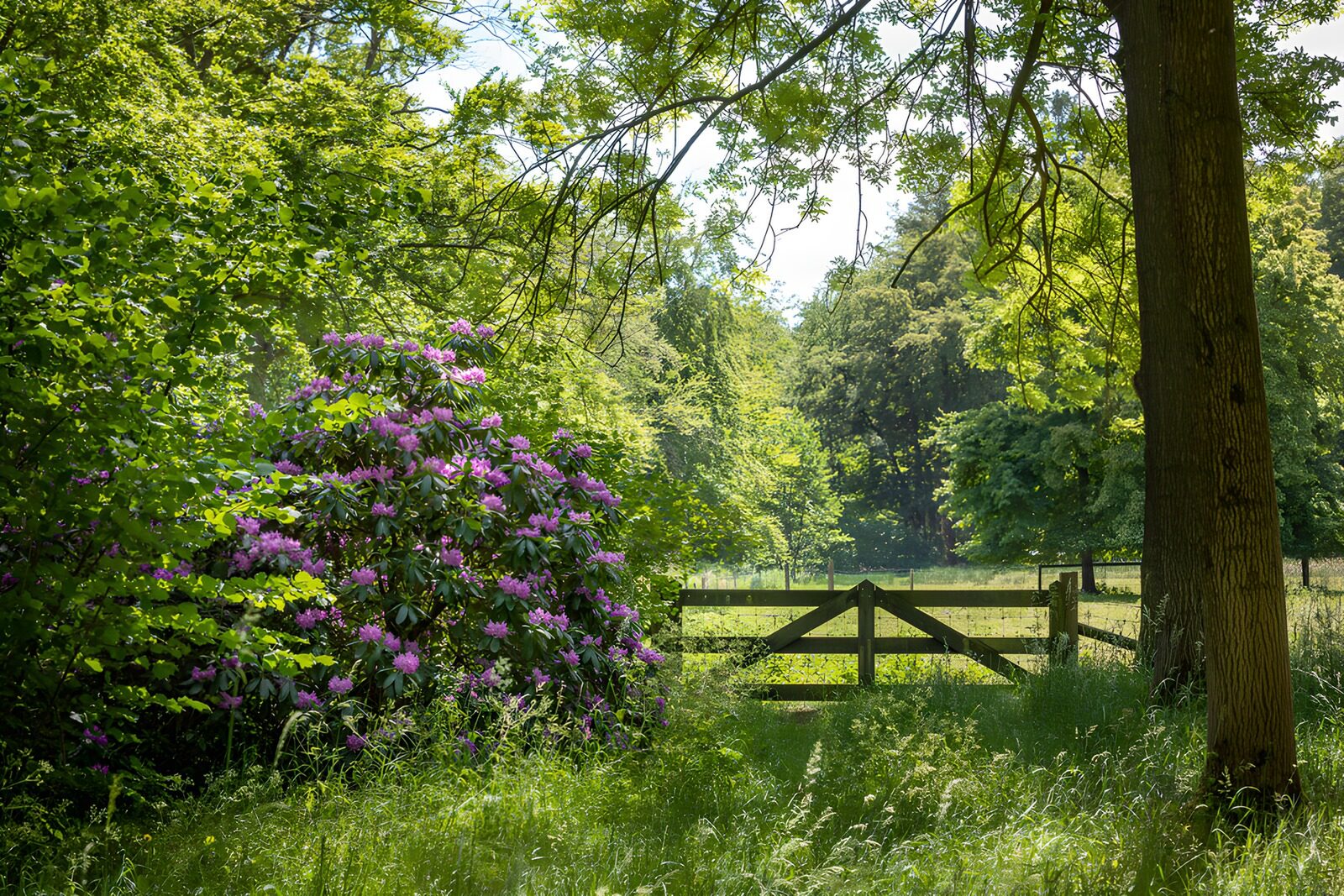 OCUK14844: Serene Garden Gate in Spring