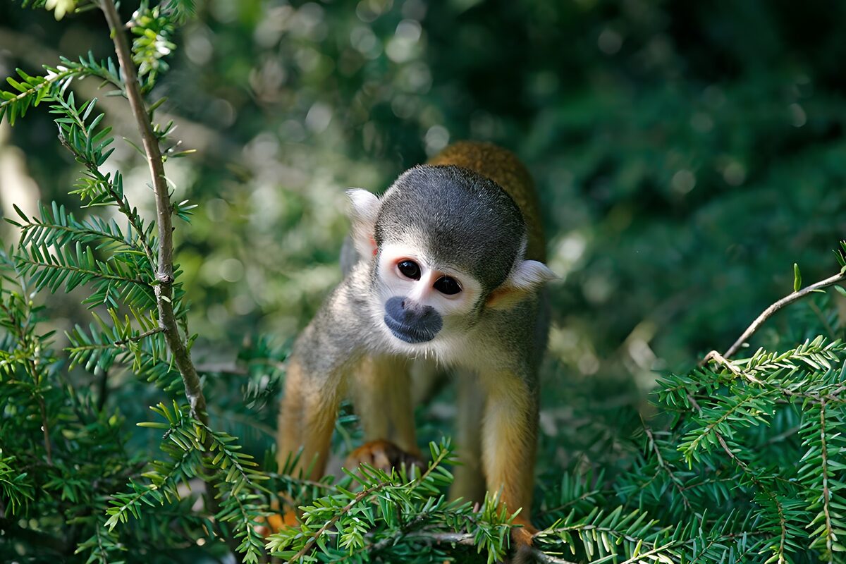OCUK82945: Playful Squirrel Monkey in Nature