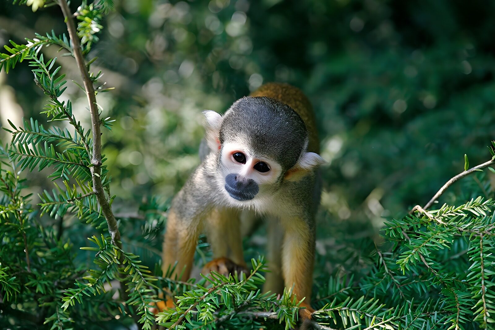 OCUK82945: Playful Squirrel Monkey in Nature