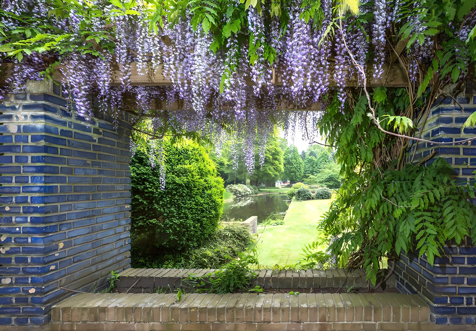 OCUK67954: Wisteria with a see-through in the park