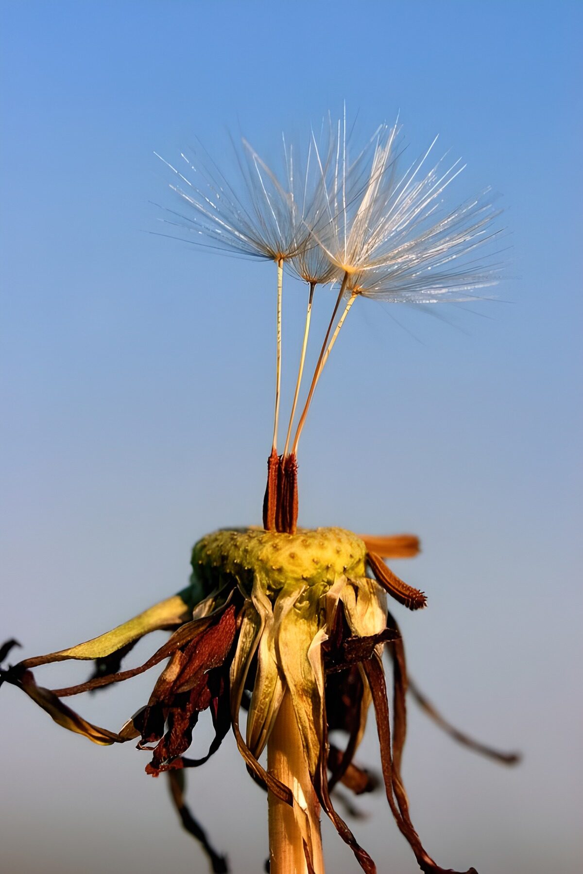 OCUK50553: Delicate Dandelion Seeds in the Breeze