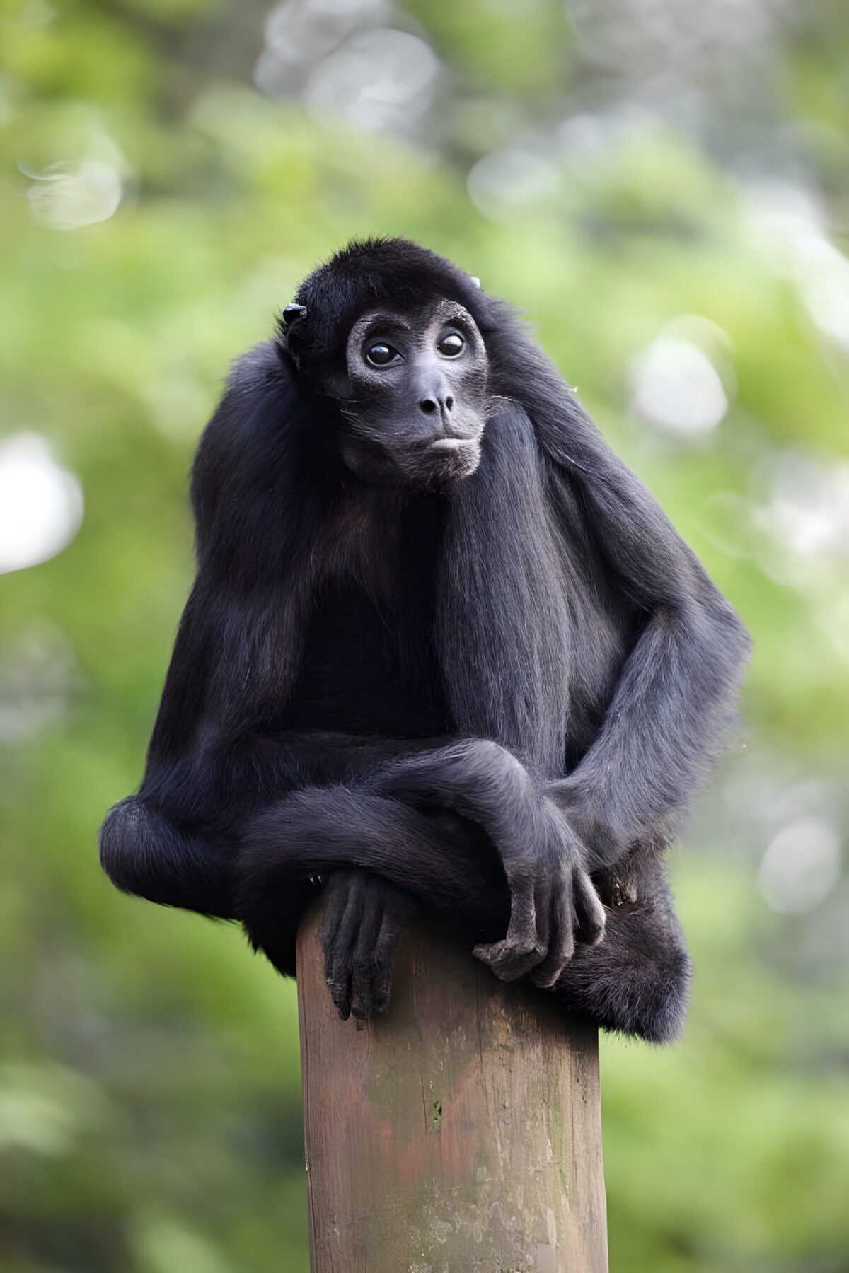OCUK42632: Pensive Black Howler Monkey