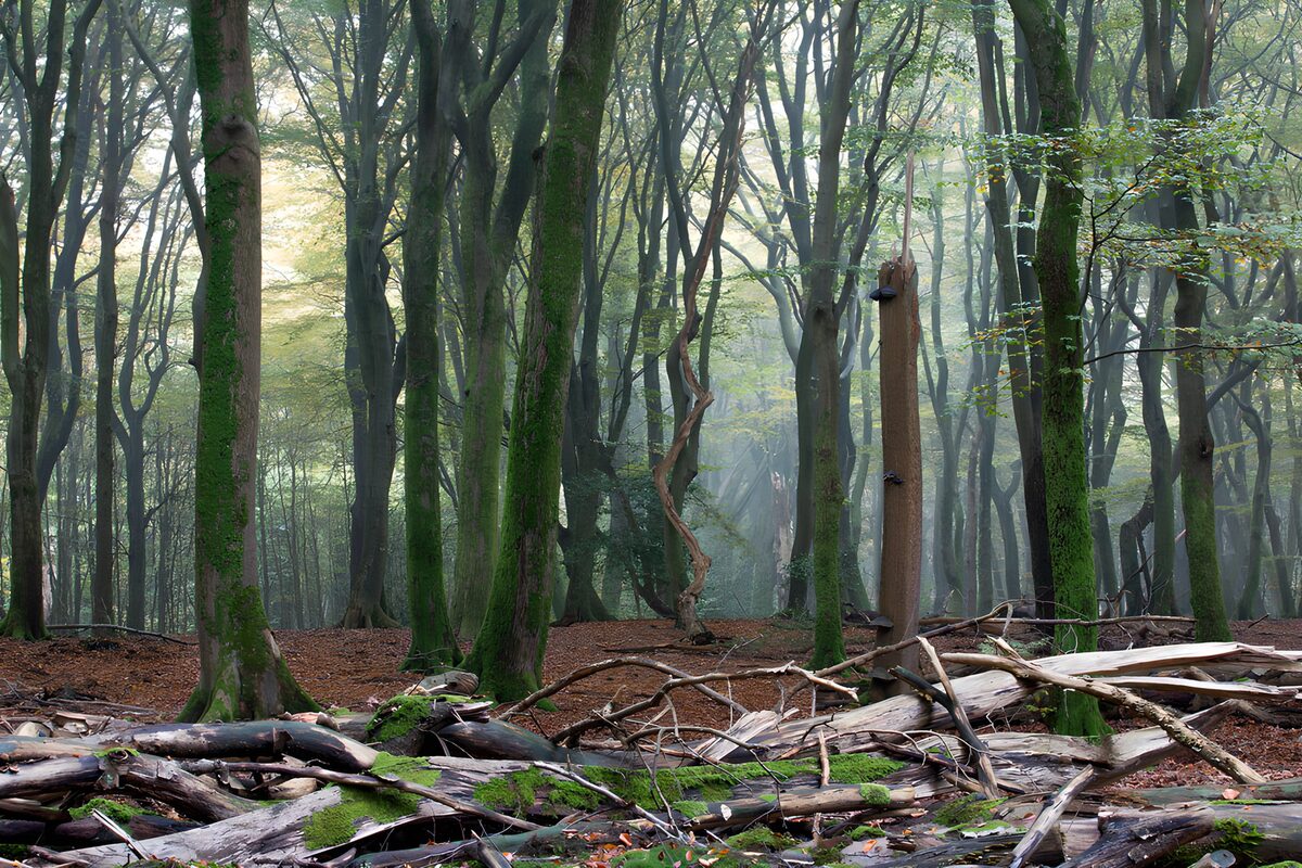 OCUK56764: Enchanted Misty Forest Scene