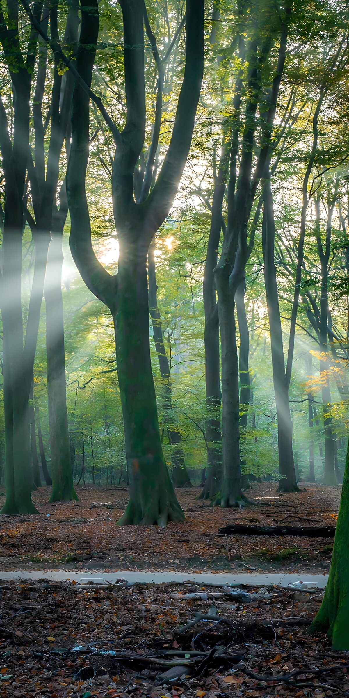 OCUK15210: Enchanted Forest Light