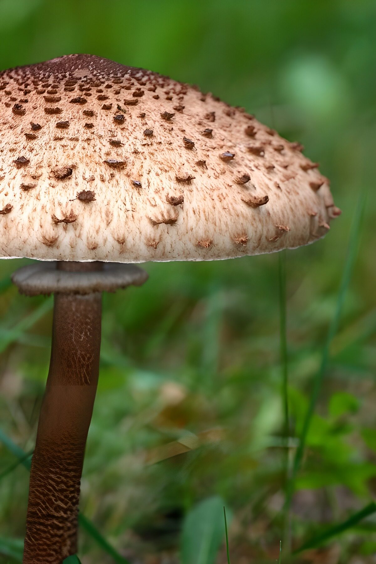 OCUK32274: Stunning Brown Mushroom Among the Grass