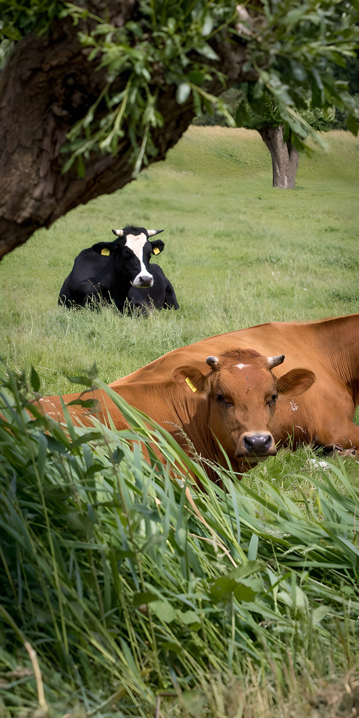 OCUK74080: Tranquil Cows in Green Pasture