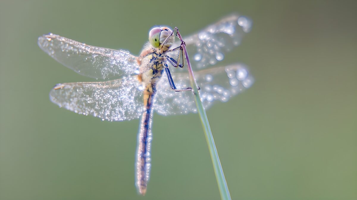 OCUK25762: Dragonfly Adorned with Dewy Gems