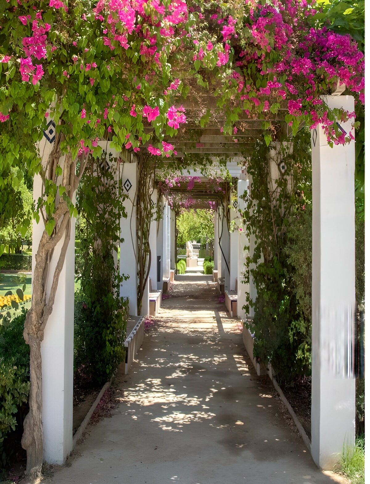 OCUK48246: Blossom-Laden Pathway
