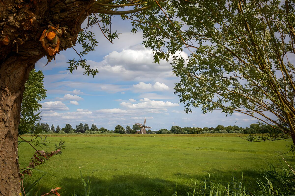 OCUK86586: Windmill Framed by Nature