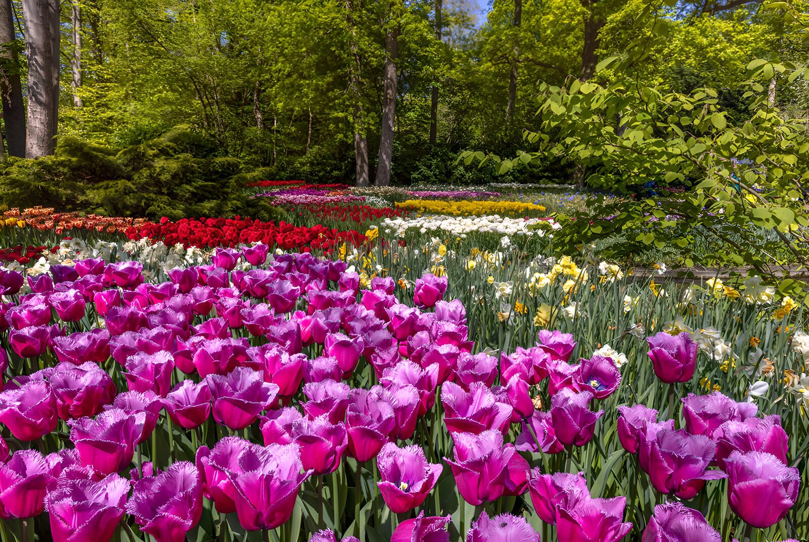 OCUK21533: Vibrant Tulip Garden in Full Bloom