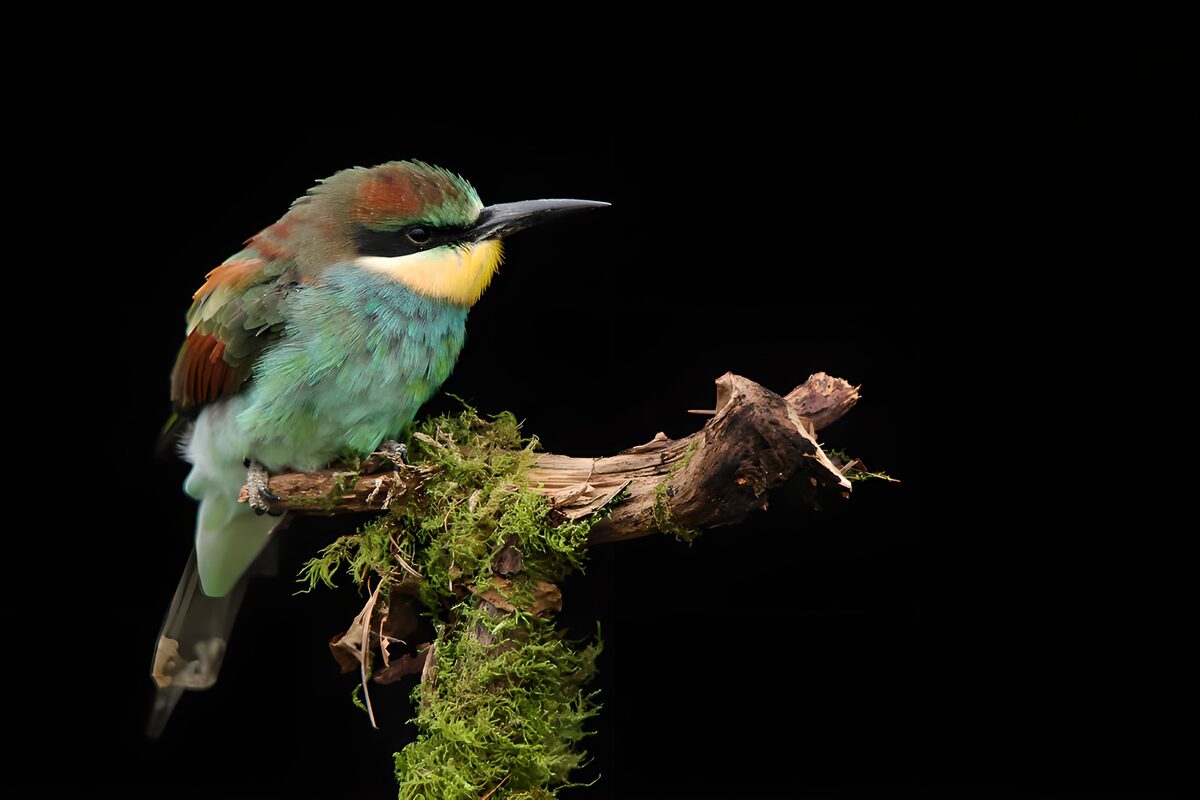OCUK42156: Stunning Bee-eater Perched Gracefully