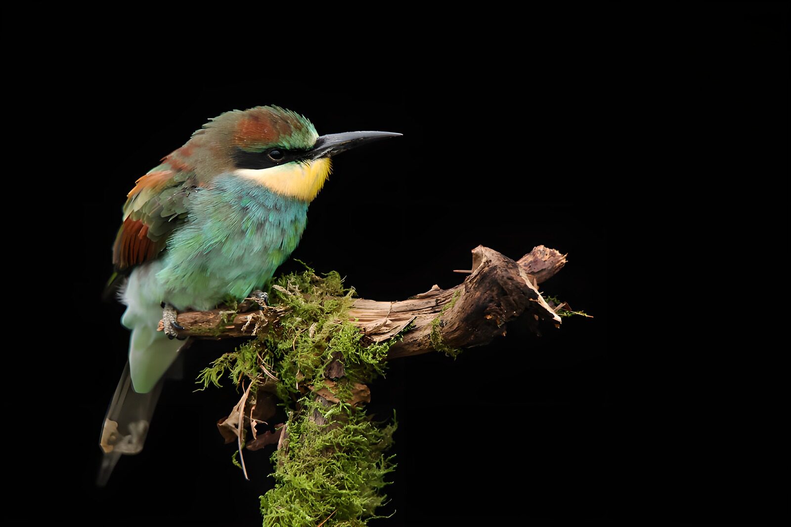 OCUK42156: Stunning Bee-eater Perched Gracefully