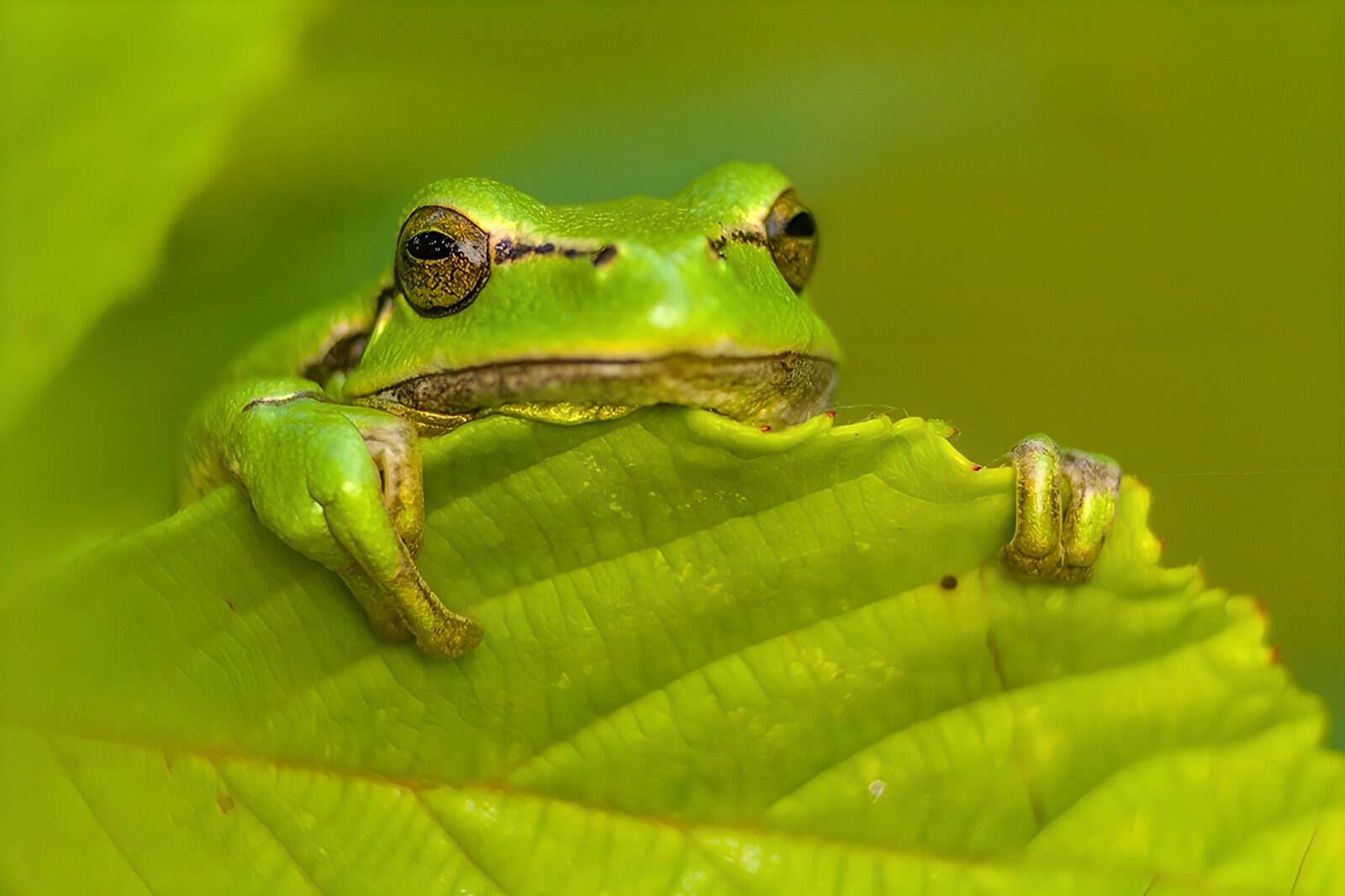 OCUK85087: Curious Green Frog on a Leaf