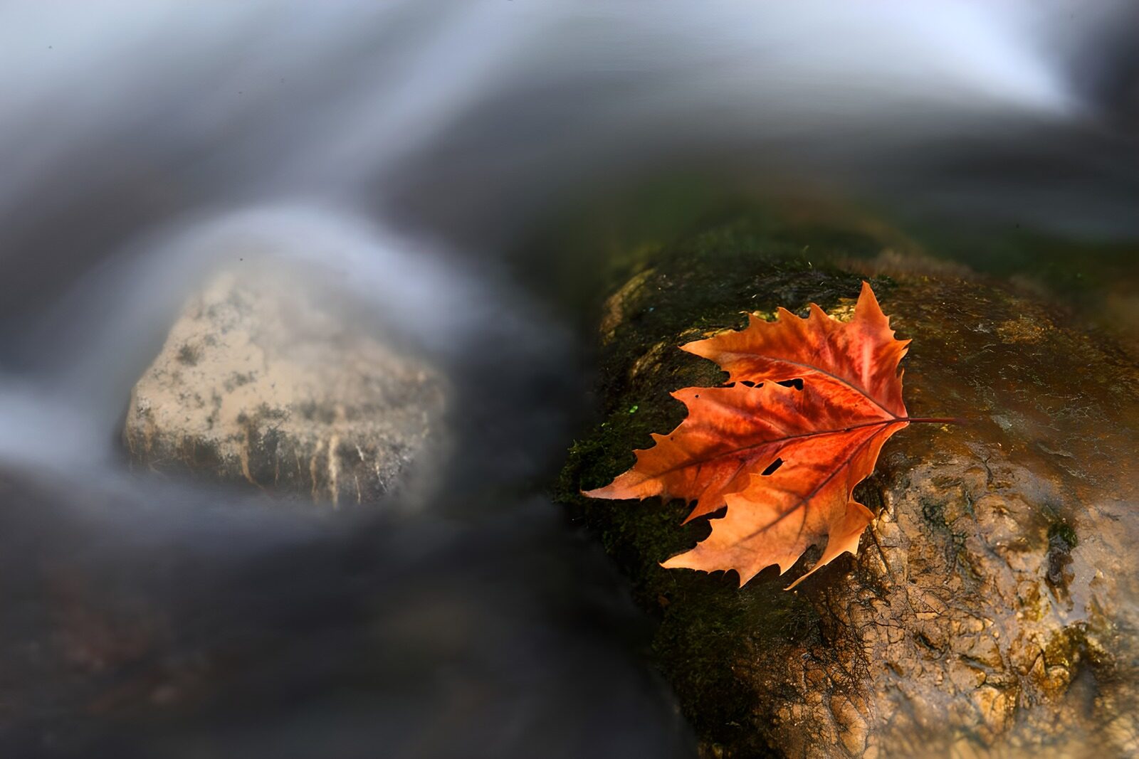 OCUK21672: Autumn Leaf on a River Stone