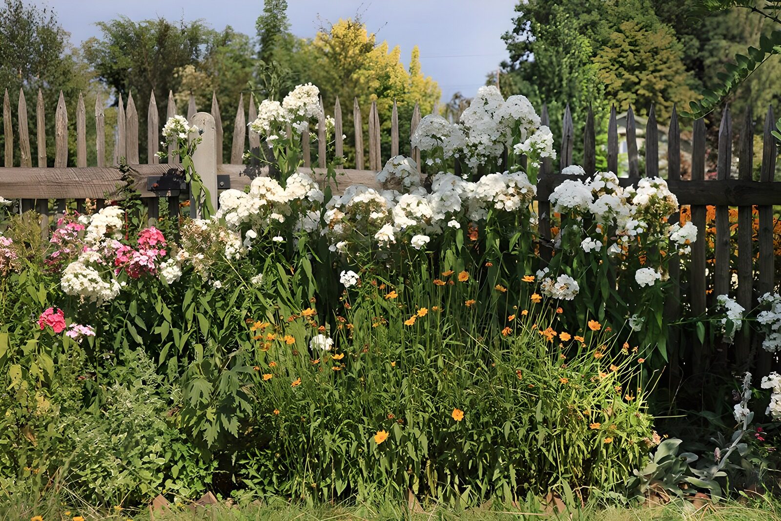 OCUK41994: Blooming Garden by the Fence