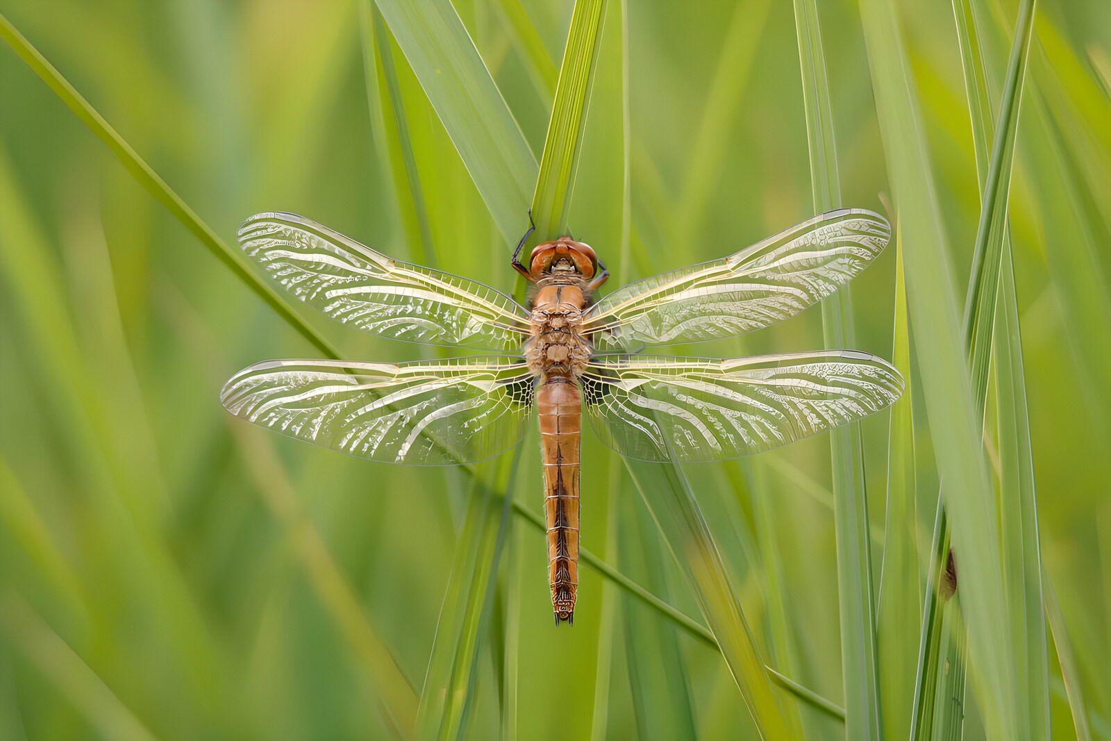 OCUK88579: Dragonfly Perched on Green Grass