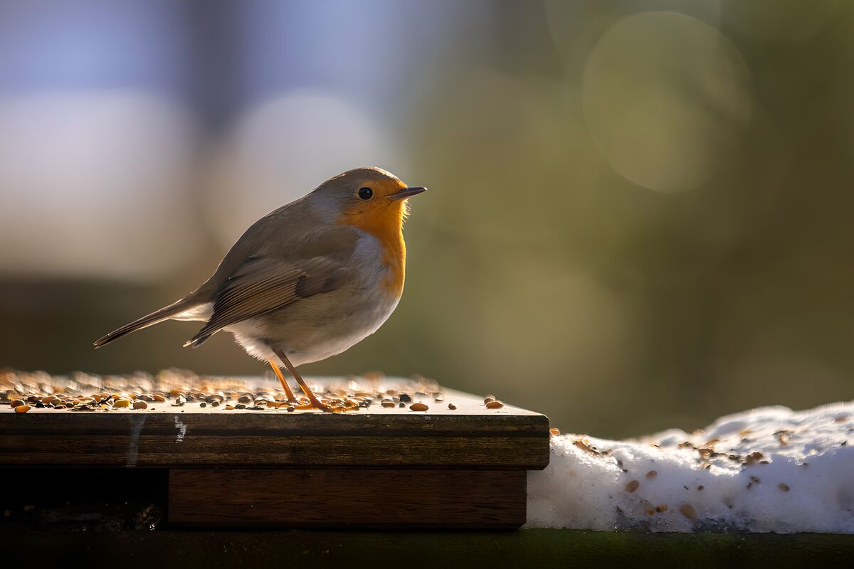 Charming Robin in Soft Morning Light