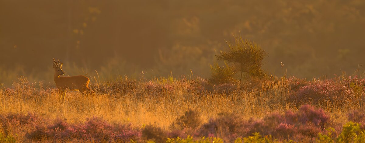 OCUK69125: Gentle Dawn in the Meadow