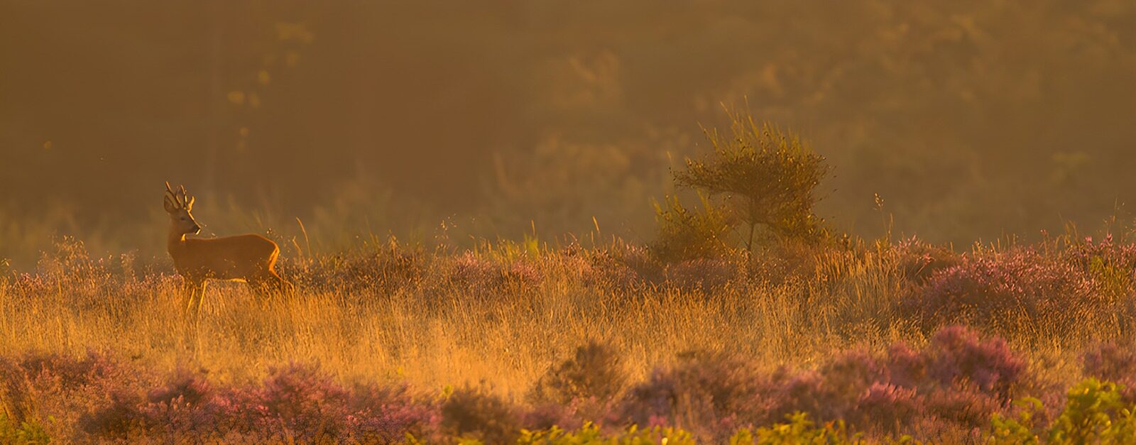 OCUK69125: Gentle Dawn in the Meadow