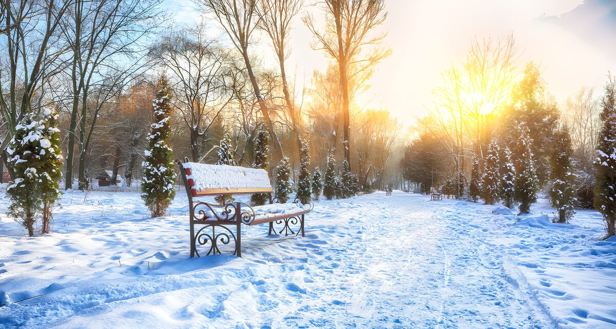 OCUK87257: Winter's Embrace in the Park