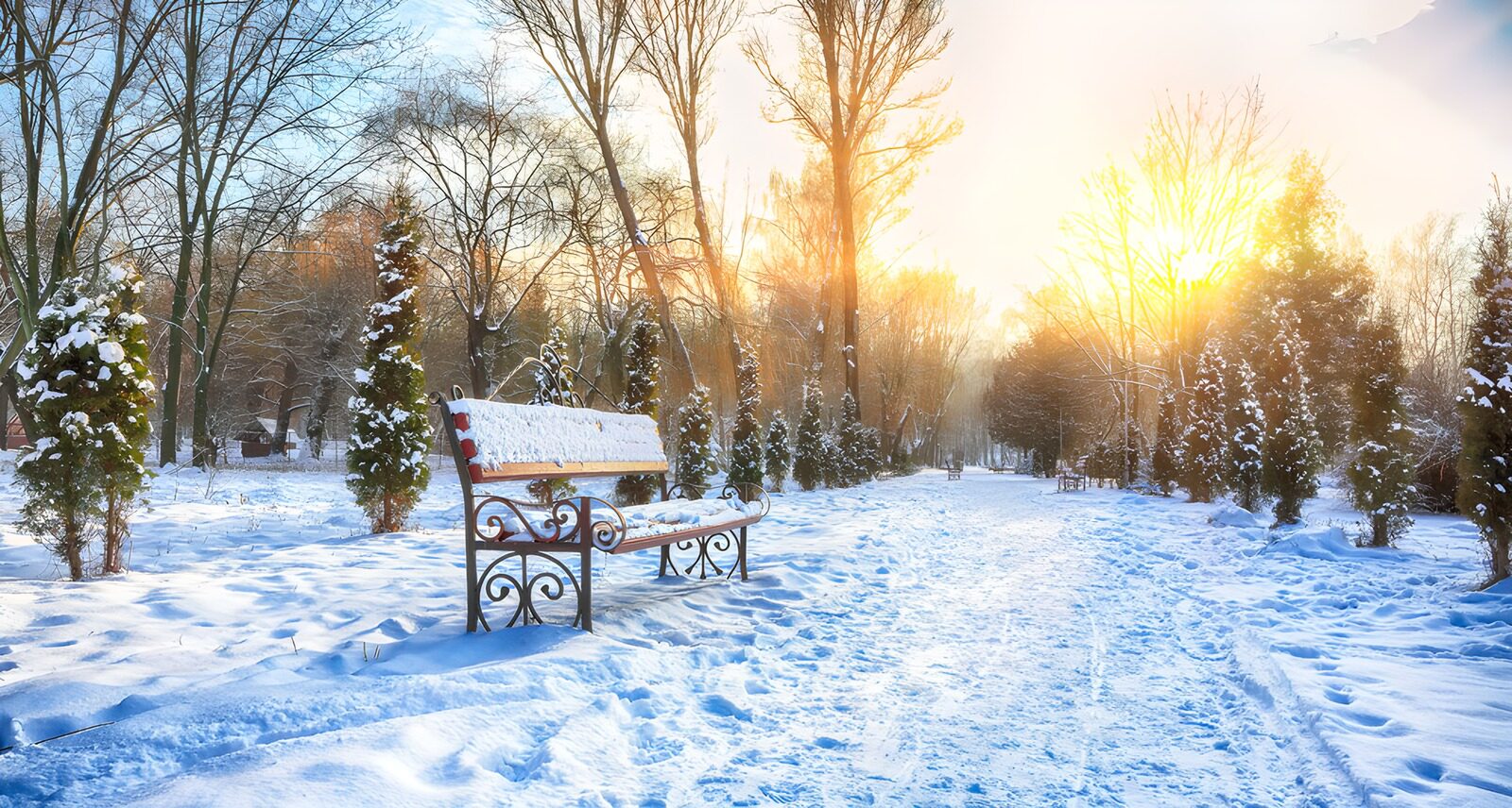 OCUK87257: Winter's Embrace in the Park