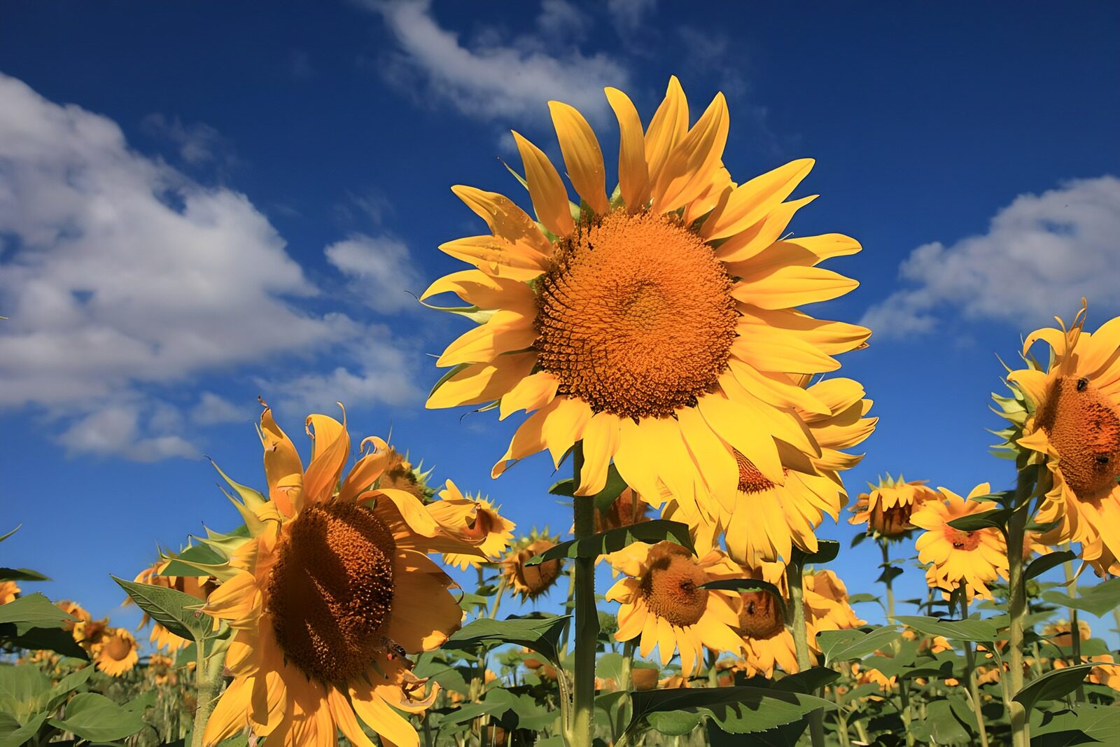 OCUK16261: Bright Sunflowers Under a Clear Sky