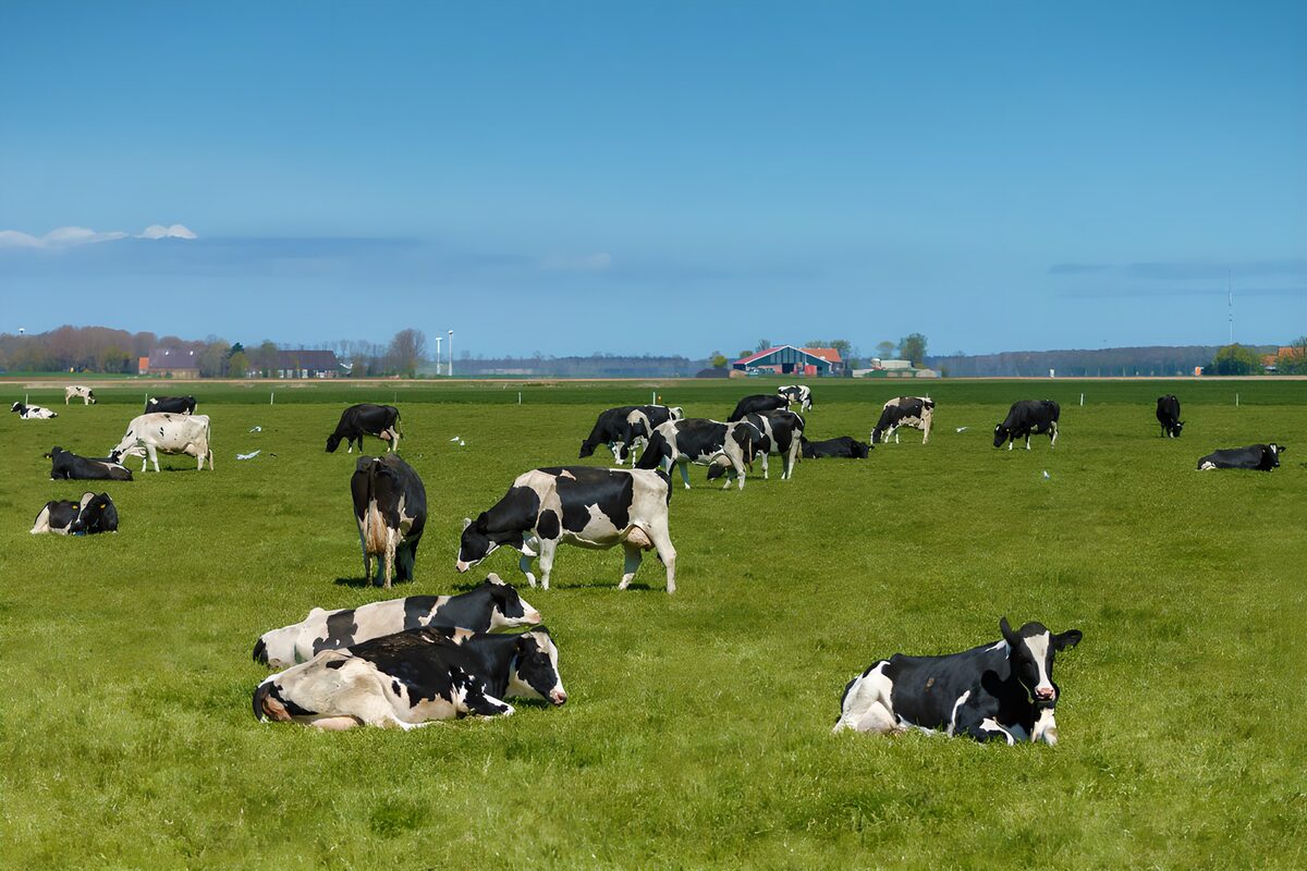 OCUK15284: Peaceful Pasture with Grazing Cows