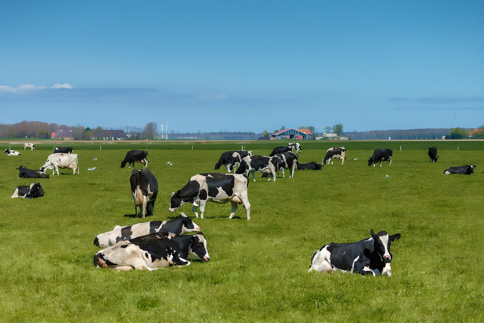OCUK15284: Peaceful Pasture with Grazing Cows