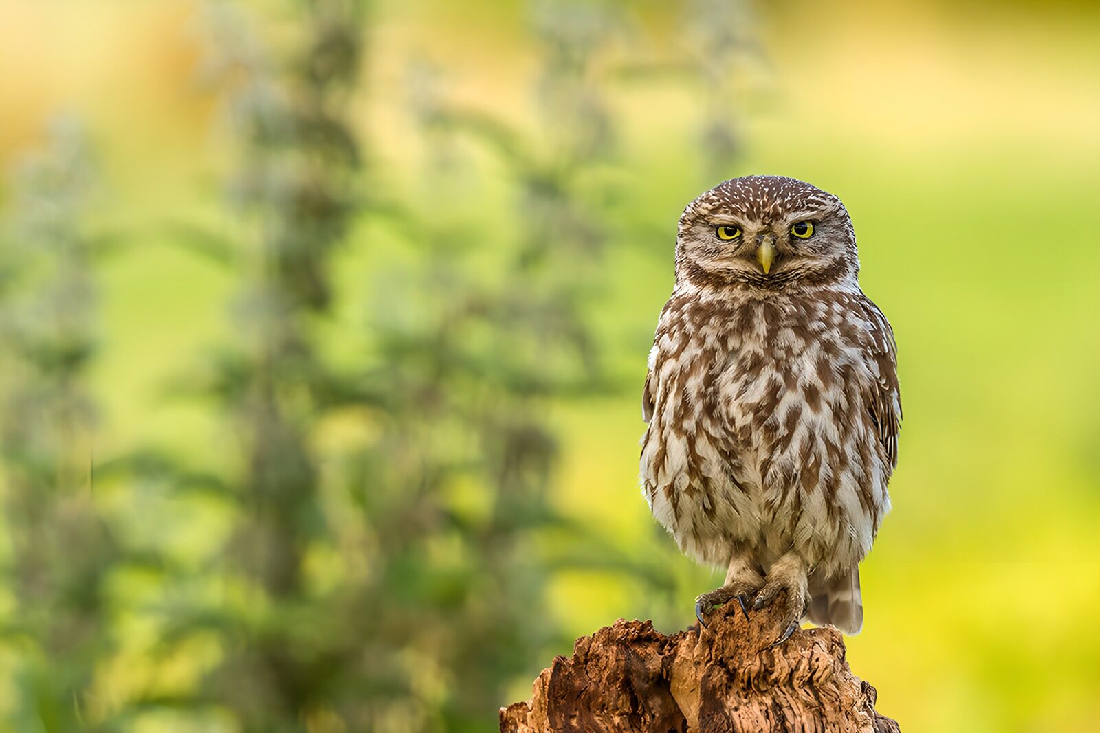 OCUK66886: Curious Little Owl on a Perch