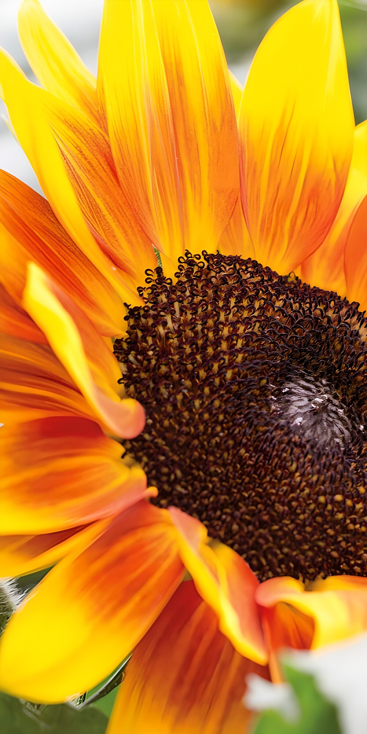 OCUK71026: Vibrant Sunflower Delight