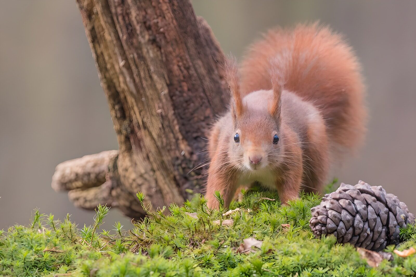 OCUK97327: Curious Red Squirrel in Nature